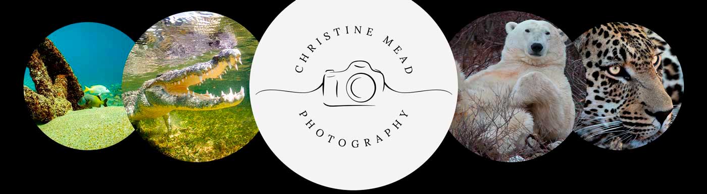 Christine Mead Website Cover